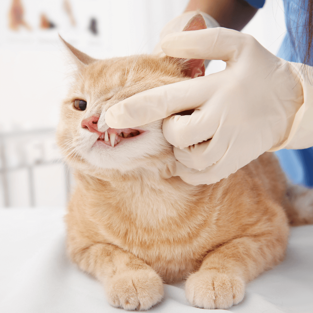 Dental Care